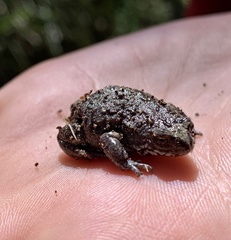 Pseudophryne bibronii