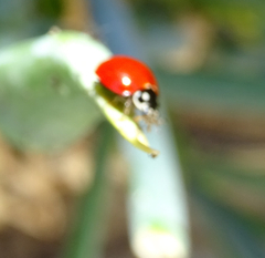Cycloneda sanguinea