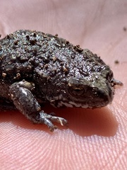 Pseudophryne bibronii