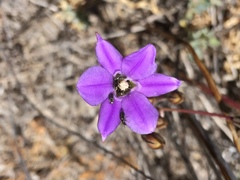 Brodiaea kinkiensis