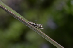 Tinea accusatrix