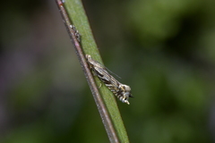 Tinea accusatrix