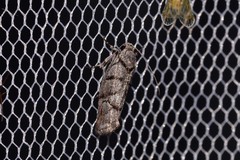 Lichenaula onychodes