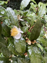 Camellia sinensis