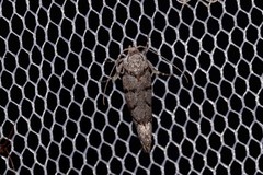 Lichenaula onychodes