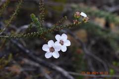 Adenandra brachyphylla
