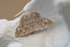 Dicrognophos sartata