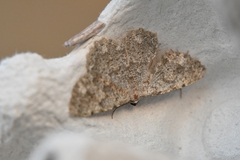 Dicrognophos sartata
