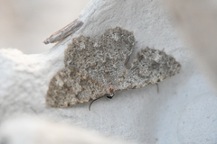 Dicrognophos sartata
