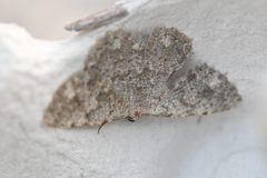 Dicrognophos sartata