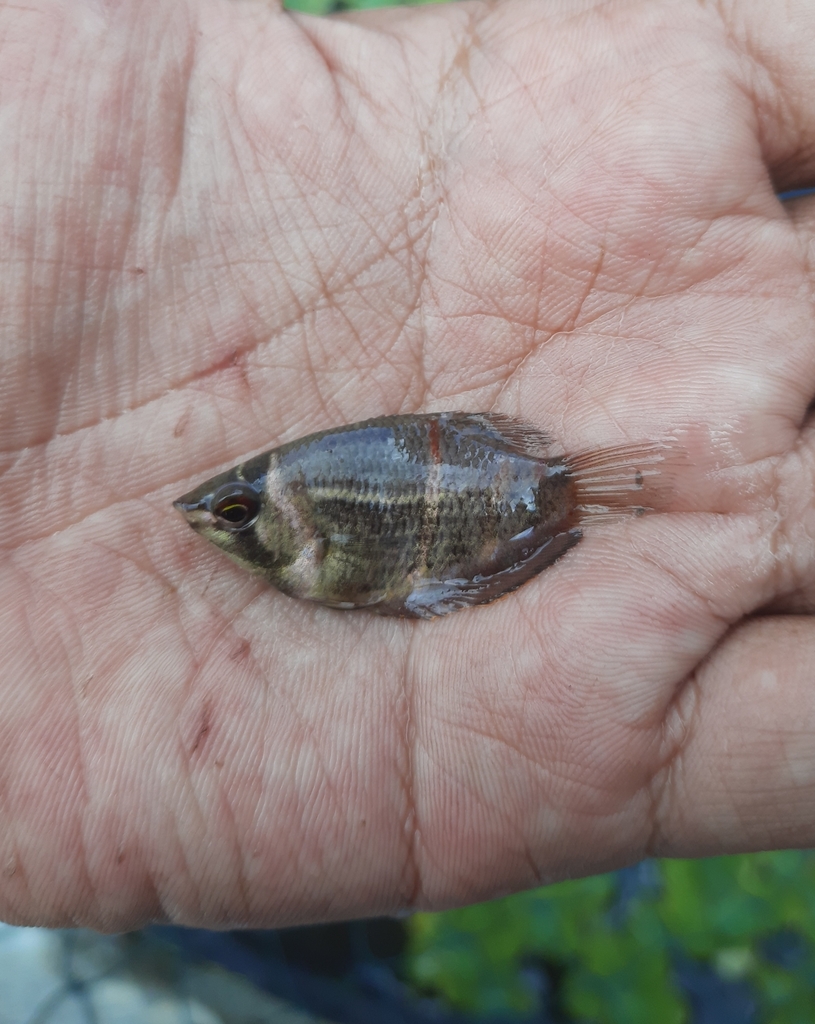 Luciocephaline Gouramis