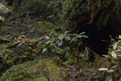Macrolearia colensoi