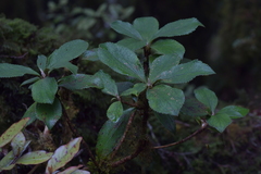 Macrolearia colensoi