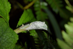 Macrolearia colensoi