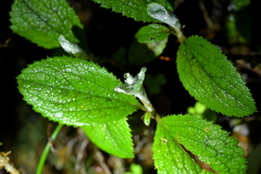 Macrolearia colensoi