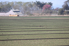 Calidris subruficollis