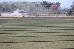 Calidris subruficollis