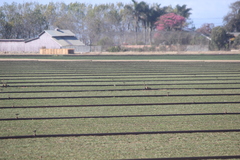 Calidris subruficollis
