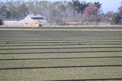 Calidris subruficollis