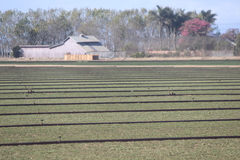 Calidris subruficollis