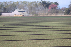 Calidris subruficollis
