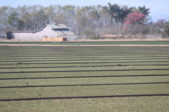 Calidris subruficollis