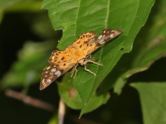 Coladenia indrani uposathra