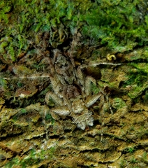 Phaeacius malayensis