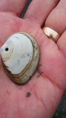Macoma inquinata