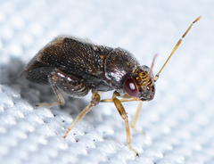 Coridromius chenopoderis