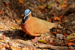 Starnoenas cyanocephala