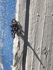 Phidippus audax