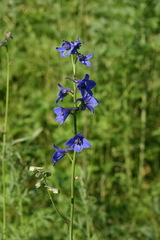 Delphinium laxiflorum