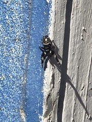 Phidippus audax