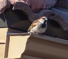 Passer domesticus