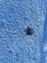 Phidippus audax