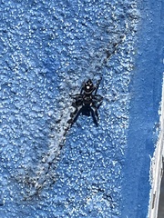 Phidippus audax