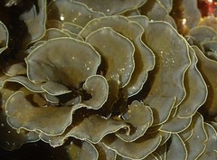 Dictyotaceae