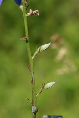 Delphinium laxiflorum