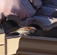 Passer domesticus