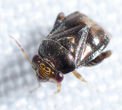 Coridromius chenopoderis