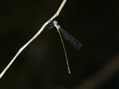 Synlestes tropicus