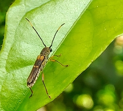 Thranius bimaculatus