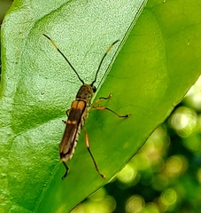 Thranius bimaculatus