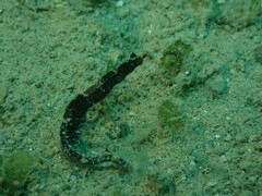 Acentronura breviperula