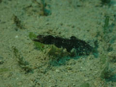 Acentronura breviperula