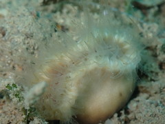 Heteropsammia cochlea