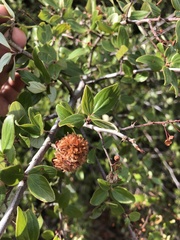 Asphondylia ceanothi