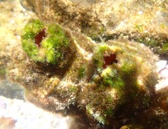 Pyura praeputialis
