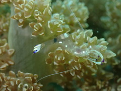 Ancylomenes magnificus